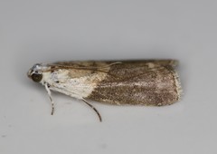 Acrobasis palliolella