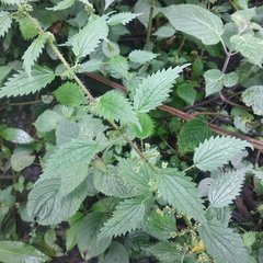 Urtica chamaedryoides