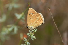 Polyommatus dolus