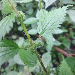 Urtica chamaedryoides