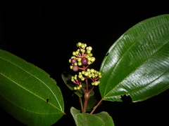Miconia baillonii