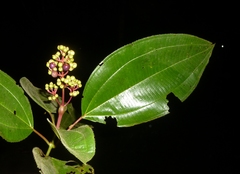 Miconia baillonii