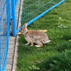 Sylvilagus floridanus