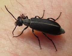 Epicauta cinerea-group