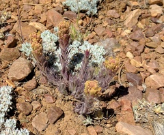 Castilleja cinerea
