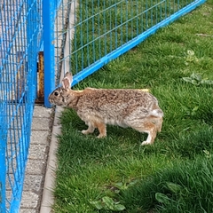 Sylvilagus floridanus