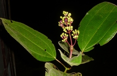 Miconia baillonii