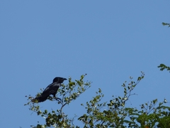 Corvus leucognaphalus