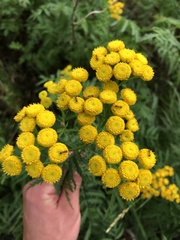 Tanacetum vulgare