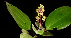 Miconia baillonii