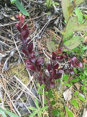 Exobasidium uvae-ursi