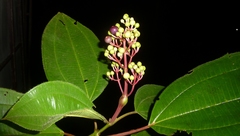 Miconia baillonii