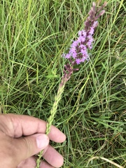 Liatris acidota