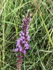 Liatris acidota