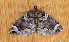 Eulithis xylina