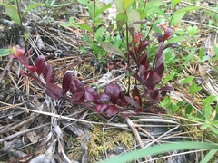 Exobasidium uvae-ursi