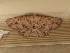 Stenoporpia pulchella