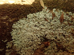 Physcia poncinsii