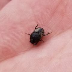 Onthophagus nuchicornis