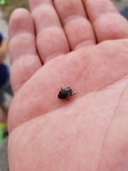 Onthophagus nuchicornis