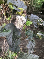 Podosphaera physocarpi