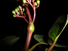 Miconia baillonii