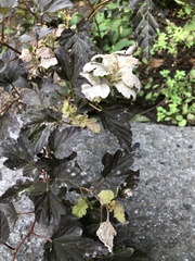 Podosphaera physocarpi