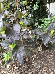 Podosphaera physocarpi