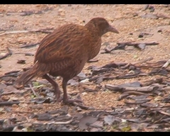 Gallirallus australis scotti