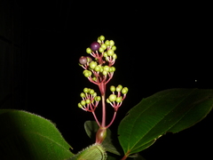 Miconia baillonii
