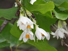 Styrax platanifolius platanifolius