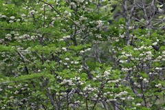 Styrax platanifolius platanifolius