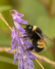 Bombus terricola image