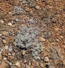 Eriogonum kennedyi austromontanum