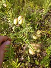 Astragalus neglectus