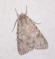Acronicta rubricoma