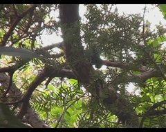 Cyanoramphus auriceps