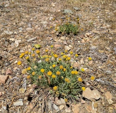 Erigeron aphanactis congestus