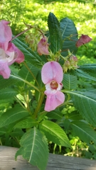 Impatiens glandulifera