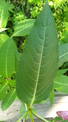 Impatiens glandulifera