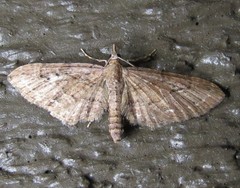 Eupithecia unicolor