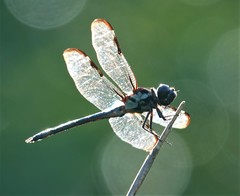 Libellula axilena