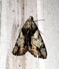 Catocala blandula