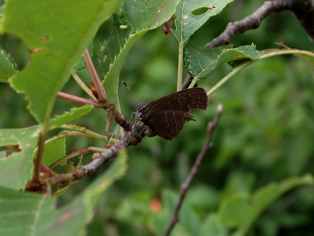 Striped Hairstreak from Carleton County, NB, Canada on July 27, 2020 at