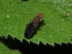 Pelidnoptera