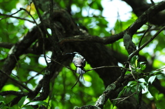 Nectarinia kilimensis