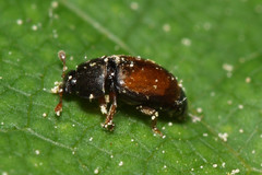 Epuraea melanocephala