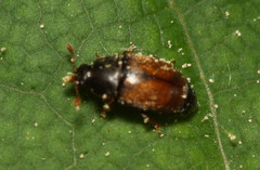 Epuraea melanocephala