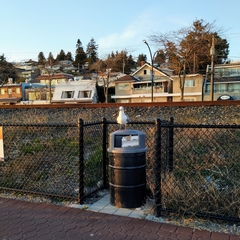 Larus
