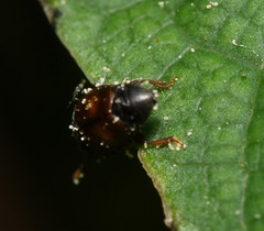 Epuraea melanocephala